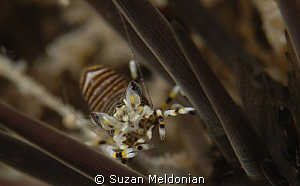 Bumblebee Shrimp in an Urchin by Suzan Meldonian 